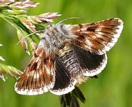 Omia cymbalariae © Teresa Farino